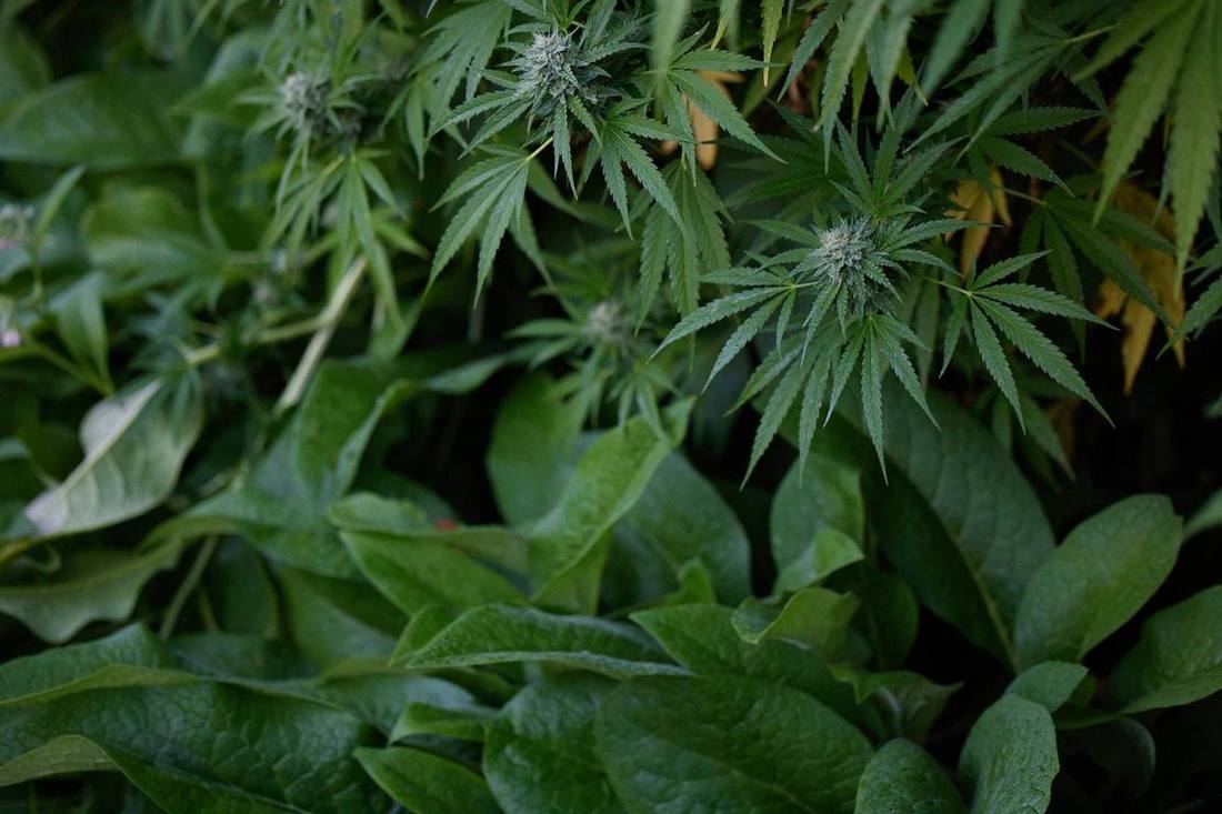 Cannabis growing among comfrey and companion plantings.