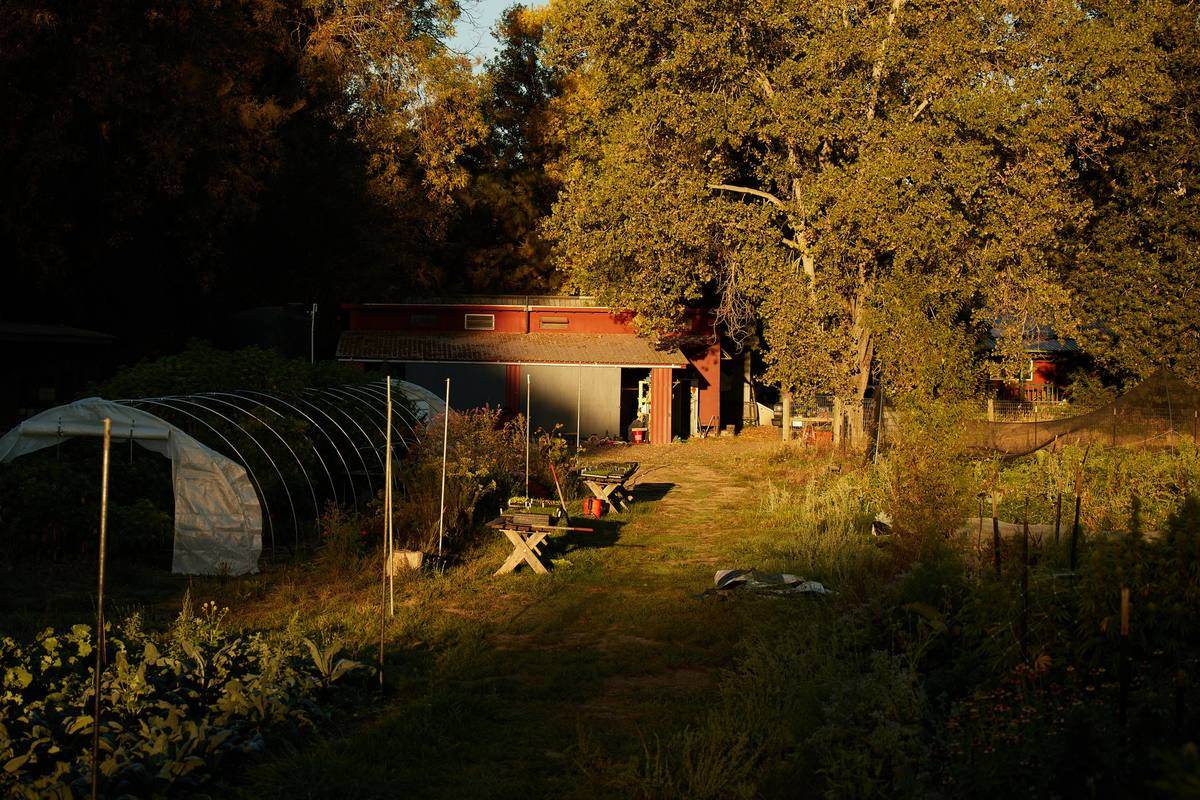 A partner farm at golden hour: hoop houses, planting benches and a packing shed among oaks.